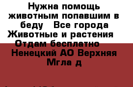 Нужна помощь животным попавшим в беду - Все города Животные и растения » Отдам бесплатно   . Ненецкий АО,Верхняя Мгла д.